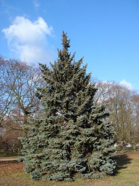 Picea pungens 'Glauca'